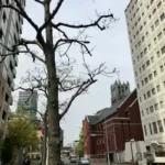Thumbnail of new posts 034