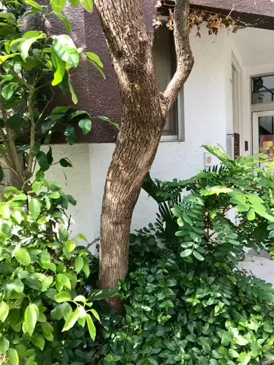 摩耶はり灸院の周辺