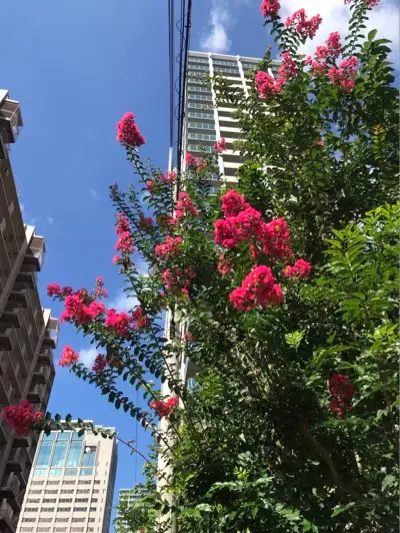 摩耶はり灸院の周辺