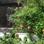 Thumbnail of new posts 035
