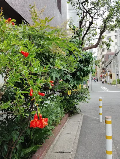 摩耶はり灸院の周辺